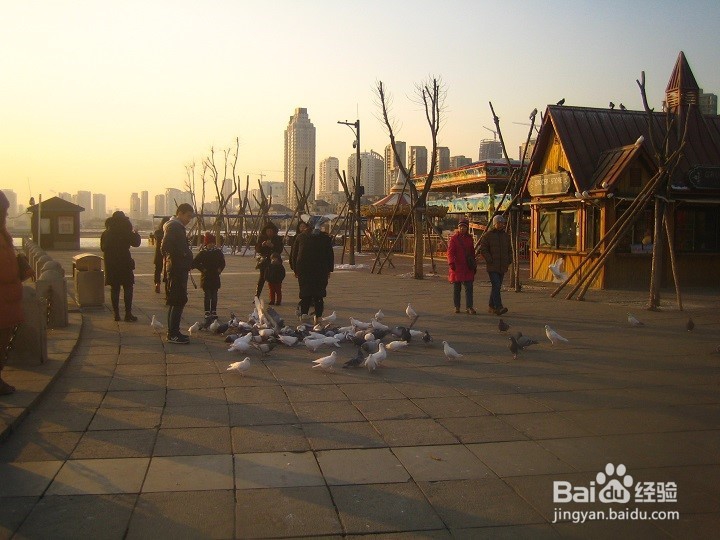 海边为什么要养鸽子