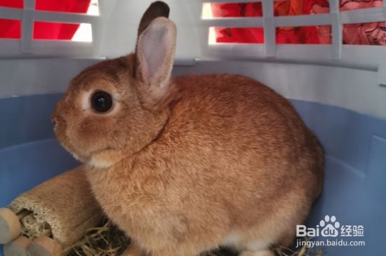 怎么养侏儒兔