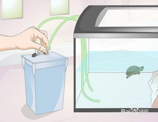 怎样养好一只龟?