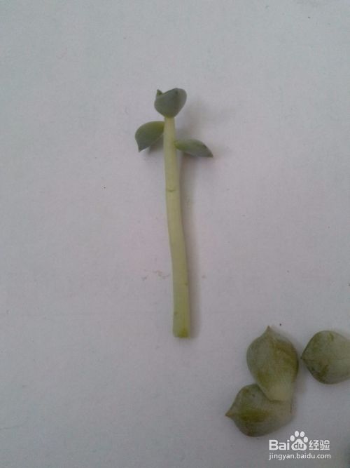 白牡丹多肉徒长成狗了快去拯救它 百度经验