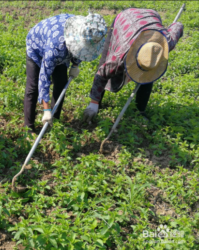 薄荷的生长发育种植操作全过程