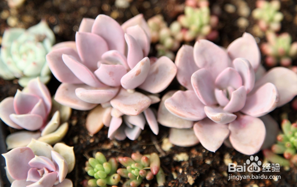 夏季养殖多肉要注意些什么？