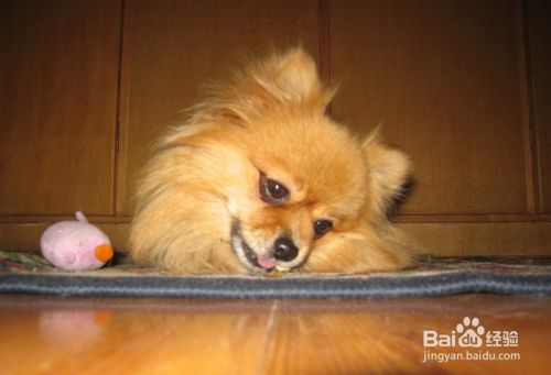 怎么训练博美犬与人握手 博美犬的握手训练 百度经验