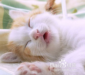 猫咪不吃饭的原因分析