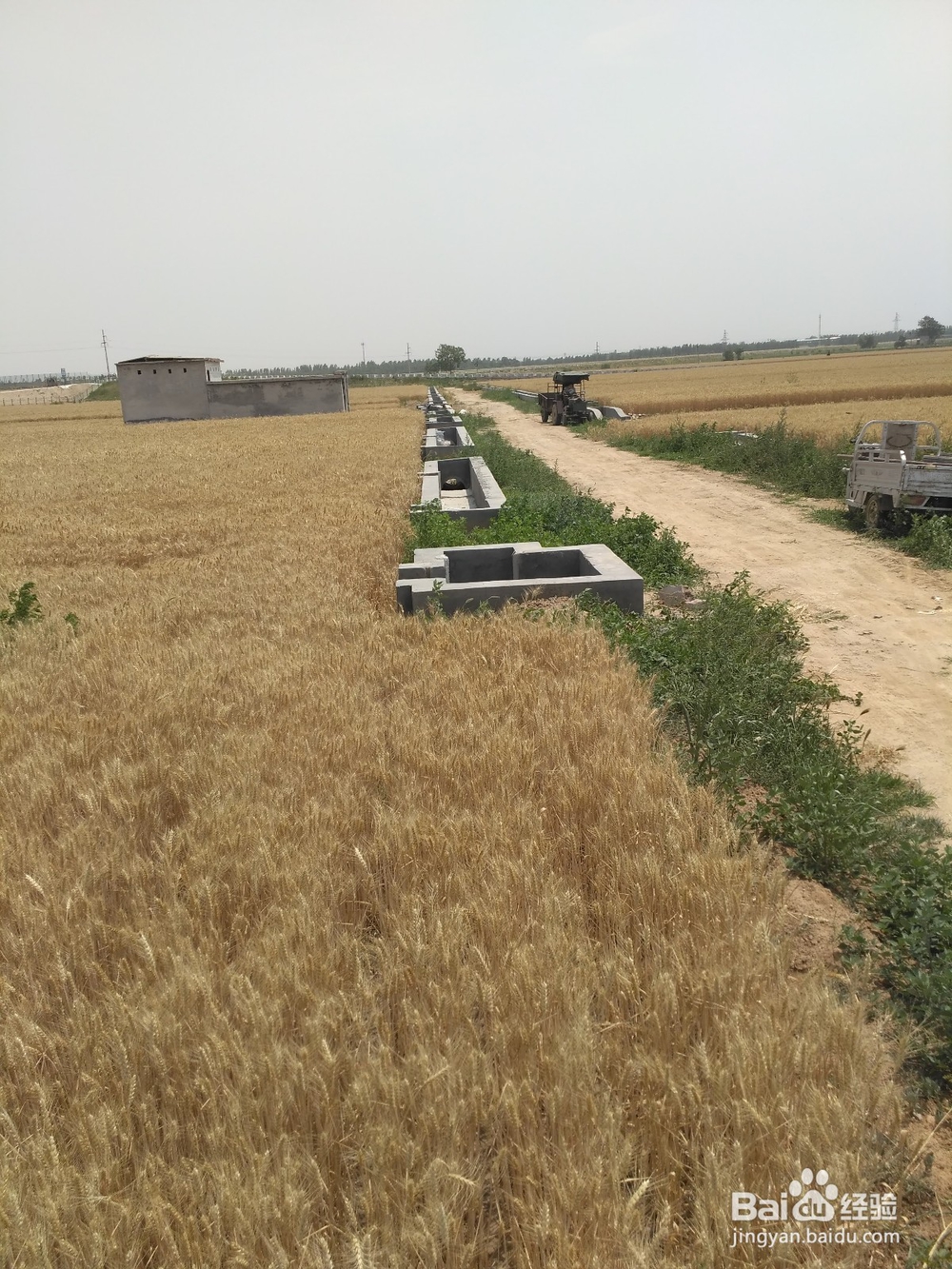 麦收又到了，是不是感受到了丰收的喜悦哪？