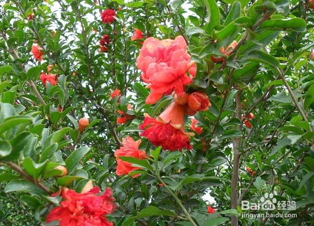 影响石榴转色的因素及石榴使用叶面肥的要点