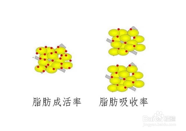 做脂肪二次填充如何提高脂肪填充第二次成活率?