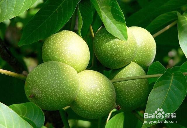 新鲜核桃花怎么处理