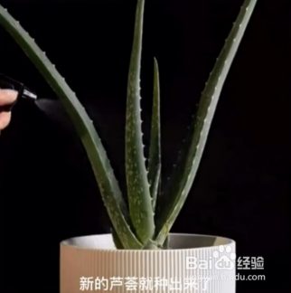 种植的小妙招
