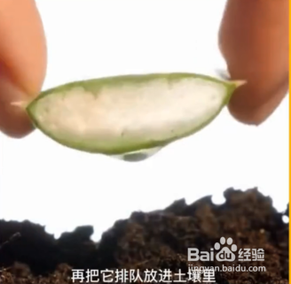 种植的小妙招