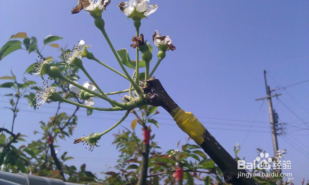 枸杞苗的繁殖种植方法