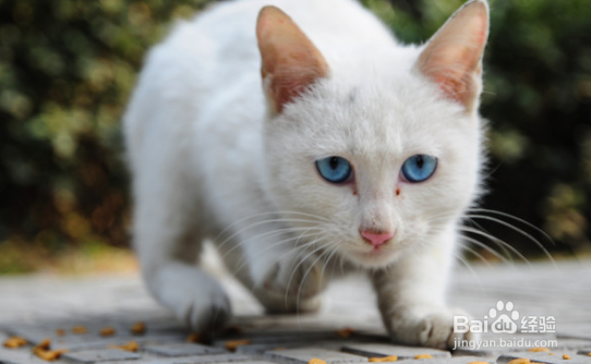 猫泪痕太重 一直擦不好，请注意以下情况！