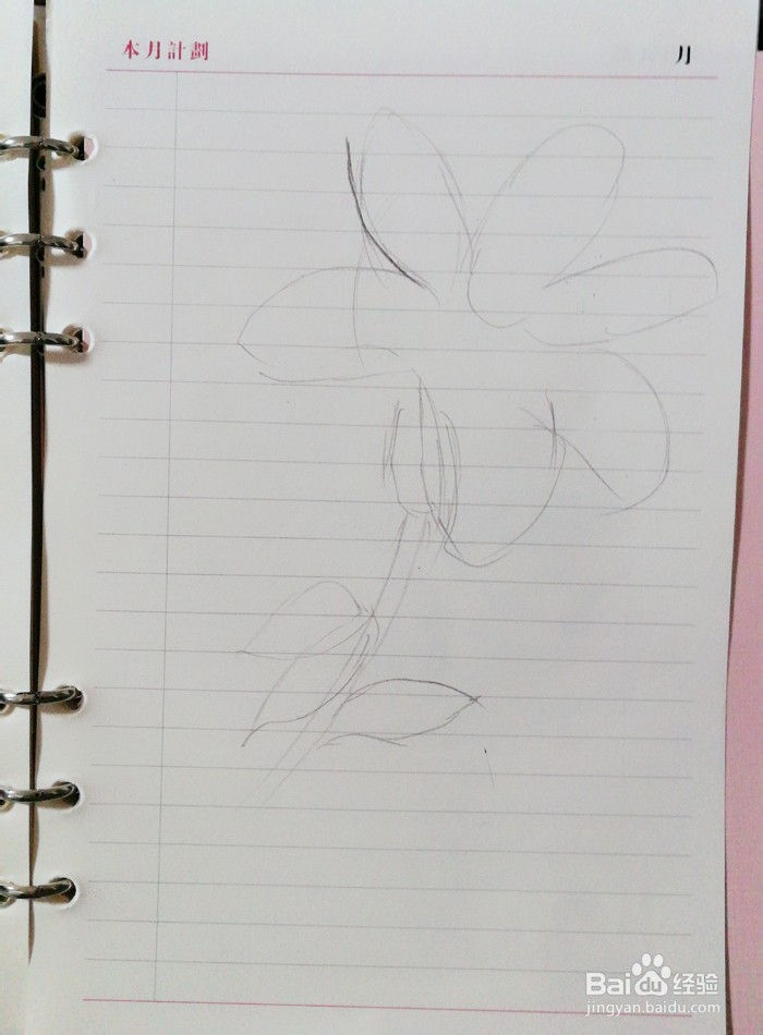 百合花手绘步骤