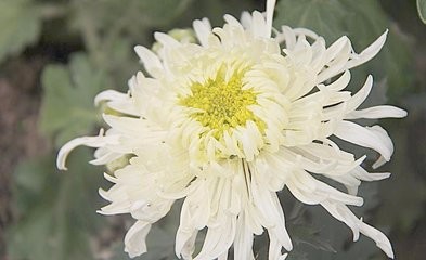 怎样培育菊花新品种?