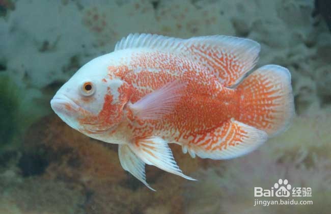 地图鱼怎样养殖养殖