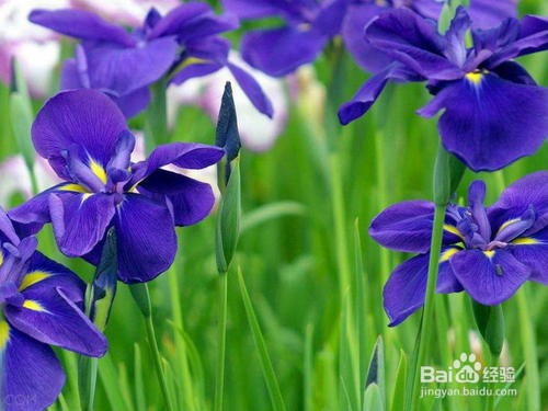 紫罗兰花怎么养