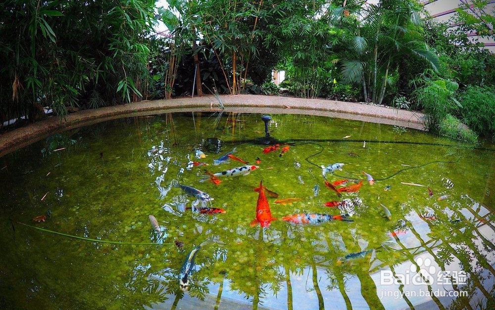 如何调控养殖池塘混浊水色