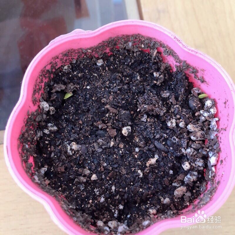 如何播种好康乃馨