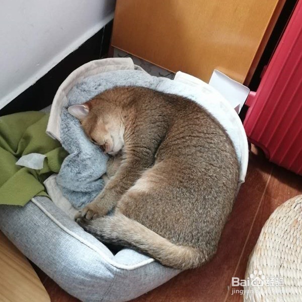 猫吐毛球怎么办