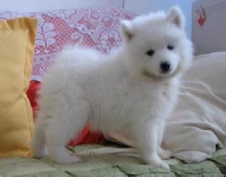 小狗发育需要吃什么