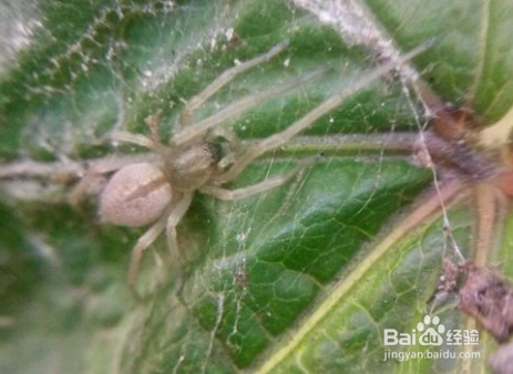 怎么抓地蜘蛛