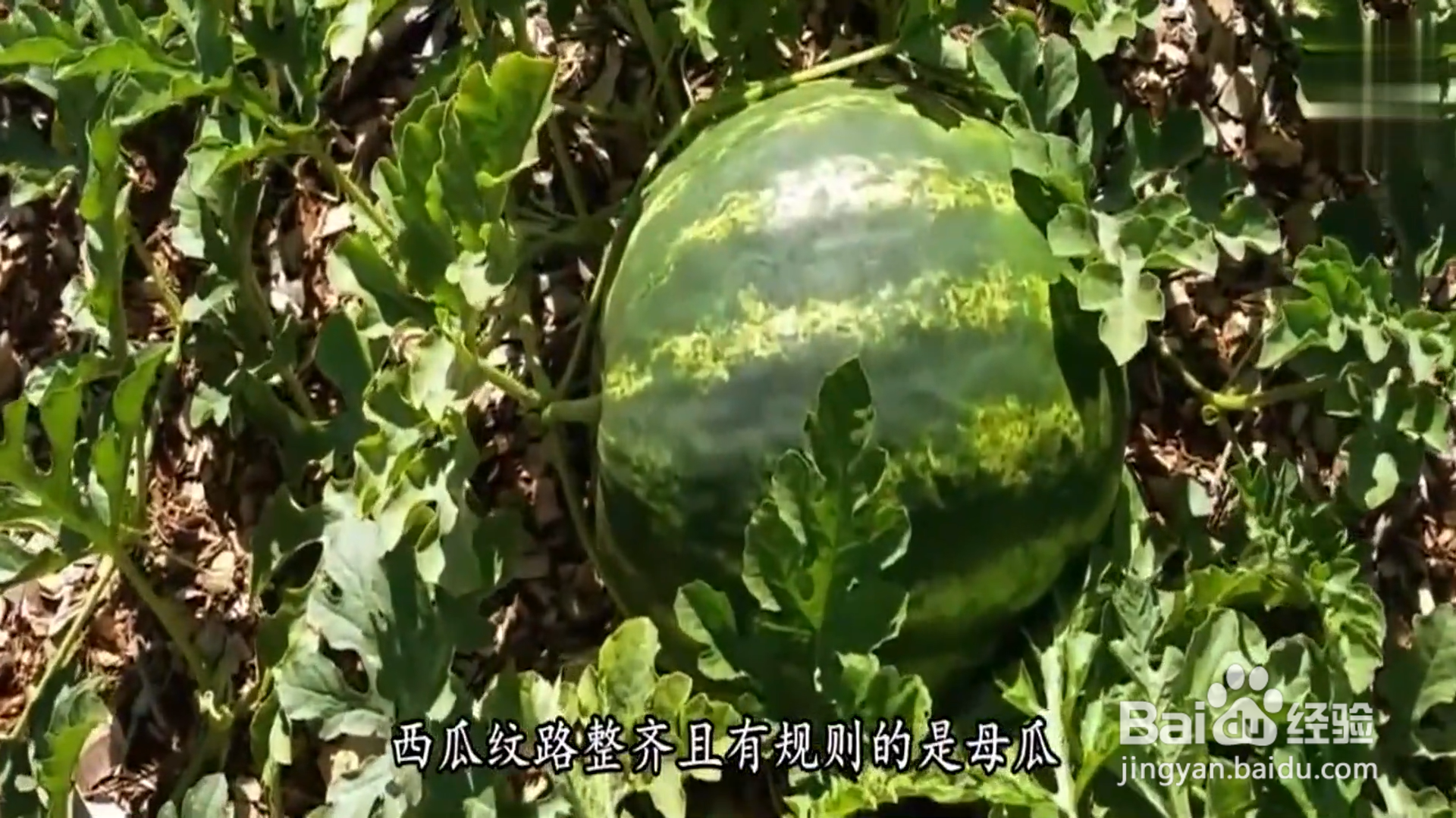 怎样挑选西瓜？