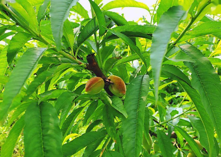 桃树和杏树的区别是什么