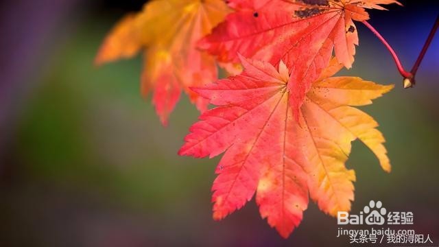 《孩子该怎样教育》之带孩子接触大自然