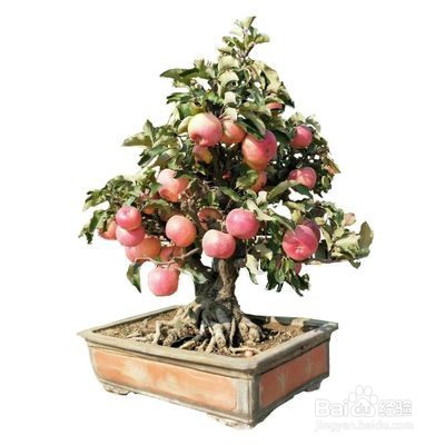 盆栽苹果树的养殖方法和注意事项