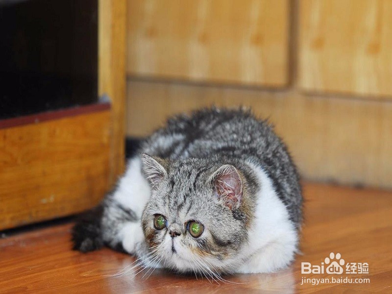 异国短毛猫怎么养