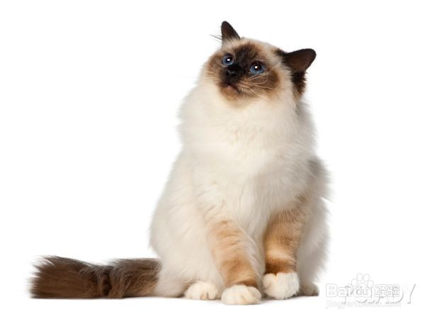 关于猫,有哪些我们并不知道的知识?
