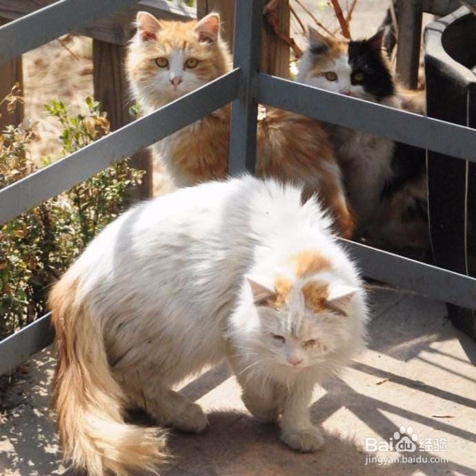 怎么喂养幼猫？