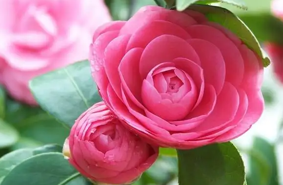 春节花市都卖什么花