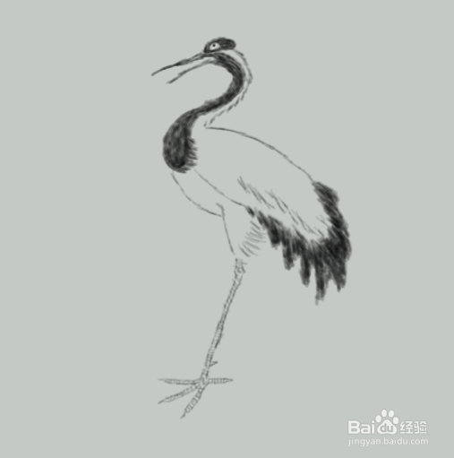 国画丹顶鹤怎么画