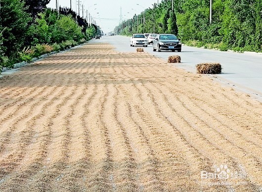 占用公路晒麦子怎么处理