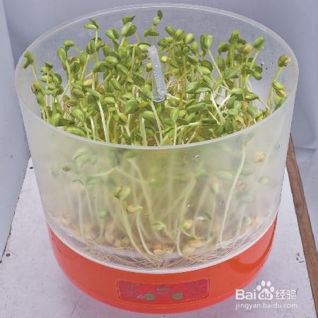 家用豆芽机哪种最好