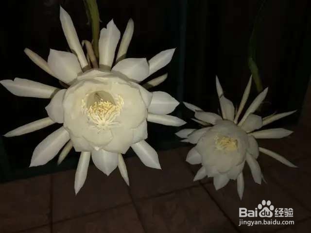 小时候的晚饭花,总在吃饭时开花,现在却少见