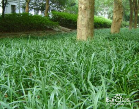 吉祥草养殖方法和注意事项