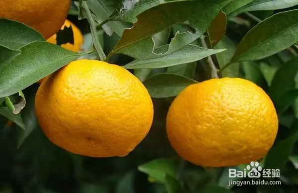 桔子树叶子发黄发干怎么办