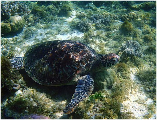 杜马盖地三日游——景点攻略
