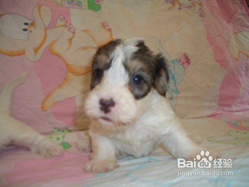 如何选购西里汉犬