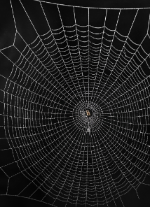 蜘蛛丝能用来做衣服吗