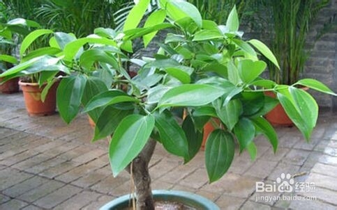 平安树叶子黄怎么办