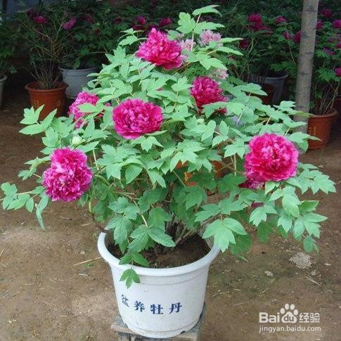 怎样栽盆栽牡丹