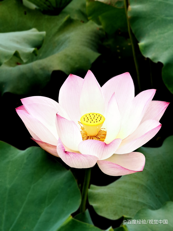 水培睡莲怎么栽种和管理