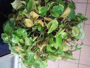 绿萝黄叶的原因和解决方法