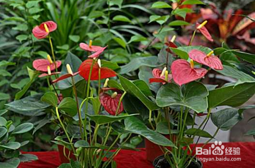 花烛的养殖方法及注意事项