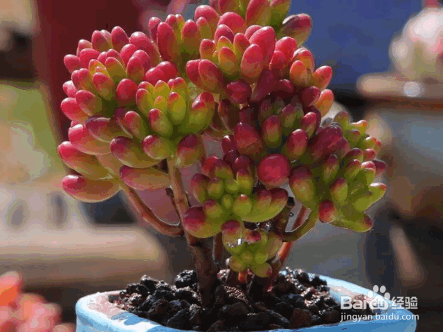 新手适合养殖的几种多肉