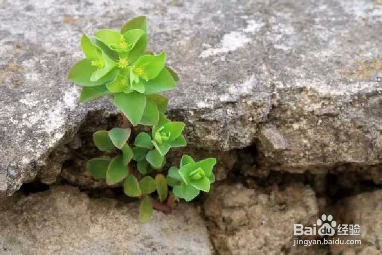 大学生应该如何面对人生逆境