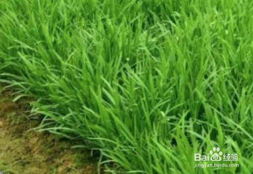木本生水果和草本生水果蔬菜和水果怎么区分